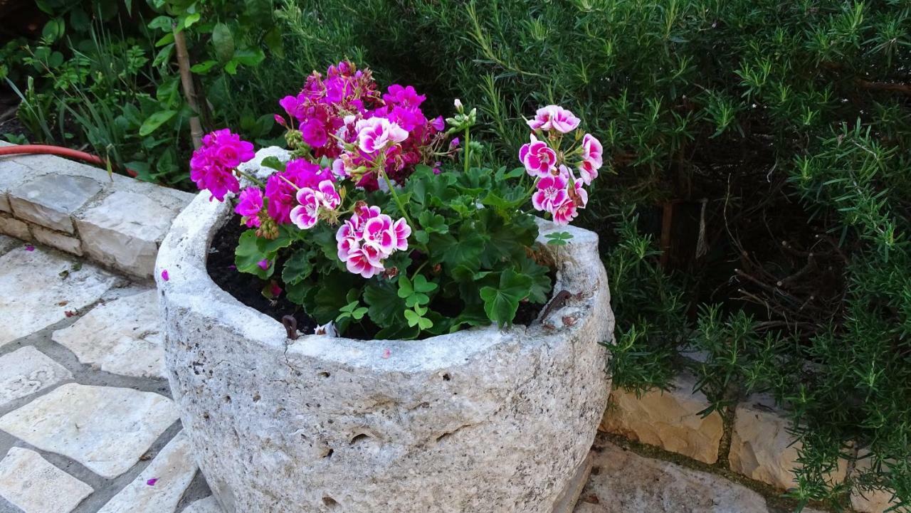 App Sorgo Apartman Novigrad Istria Kültér fotó